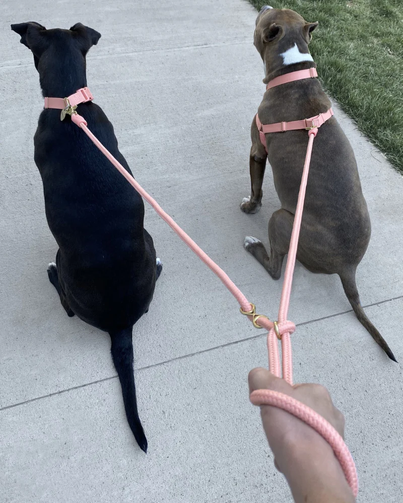 Infinity Dog Leash in Peach - Image 6