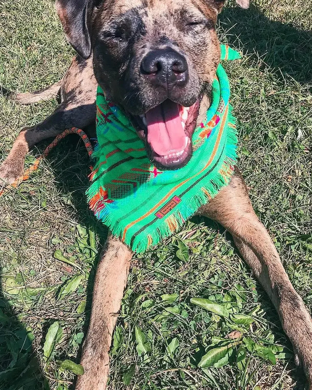 Aztec Boho Dog Bandana (FINAL SALE) - Image 3