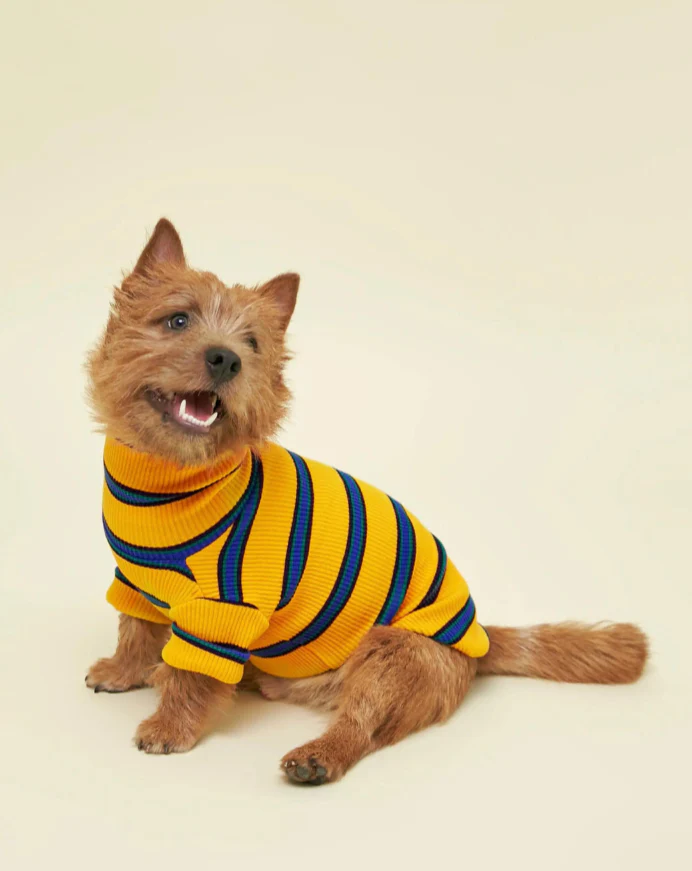 Back To School Ribbed Dog Pullover - Image 2