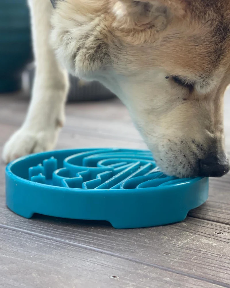 Baja Shallow Slow Feeder Dog Bowl (Made in the USA) FINAL SALE - Image 3