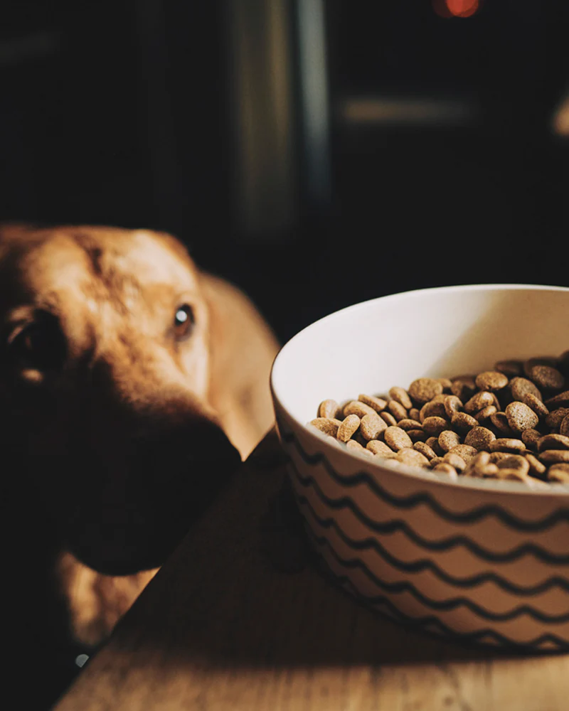 Bamboo Pet Bowl in Ocean Waves - Image 2