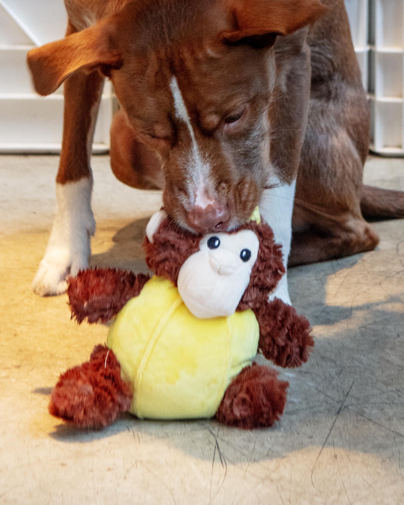 Banana Monkey Squeaky Plush Dog Toy - Image 2