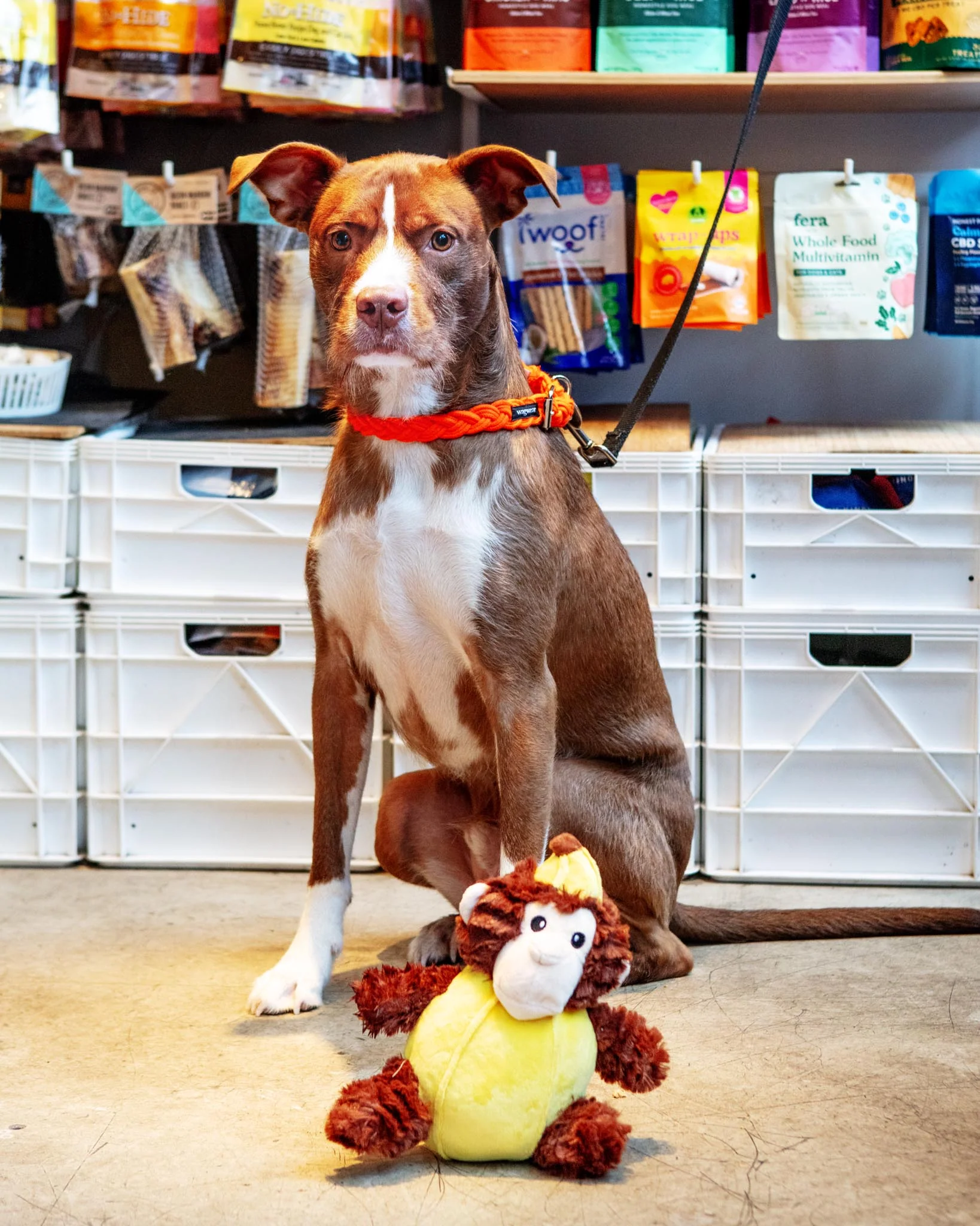 Banana Monkey Squeaky Plush Dog Toy - Image 3