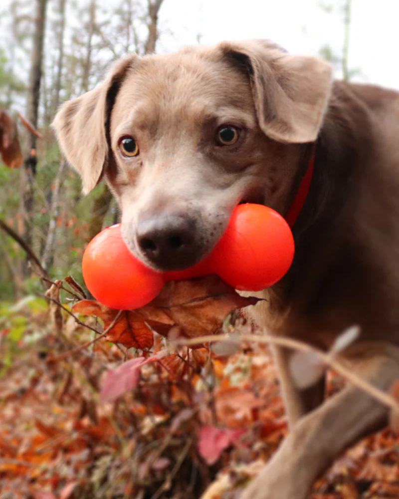 Bar-Bell Rubber Dog Toy<br>(Guaranteed Tough)<br>(Made in the USA) - Image 2