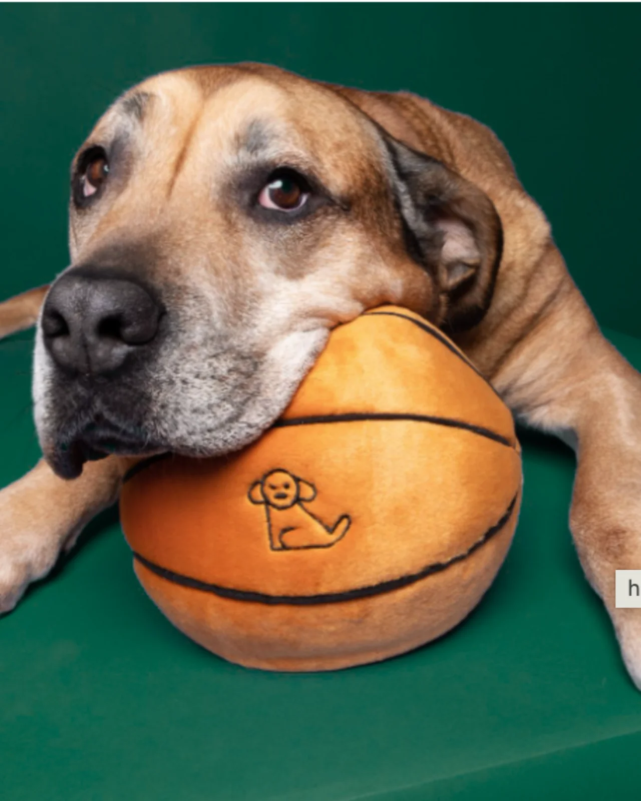 Basketball Squeaky Plush Dog Toy - Image 2