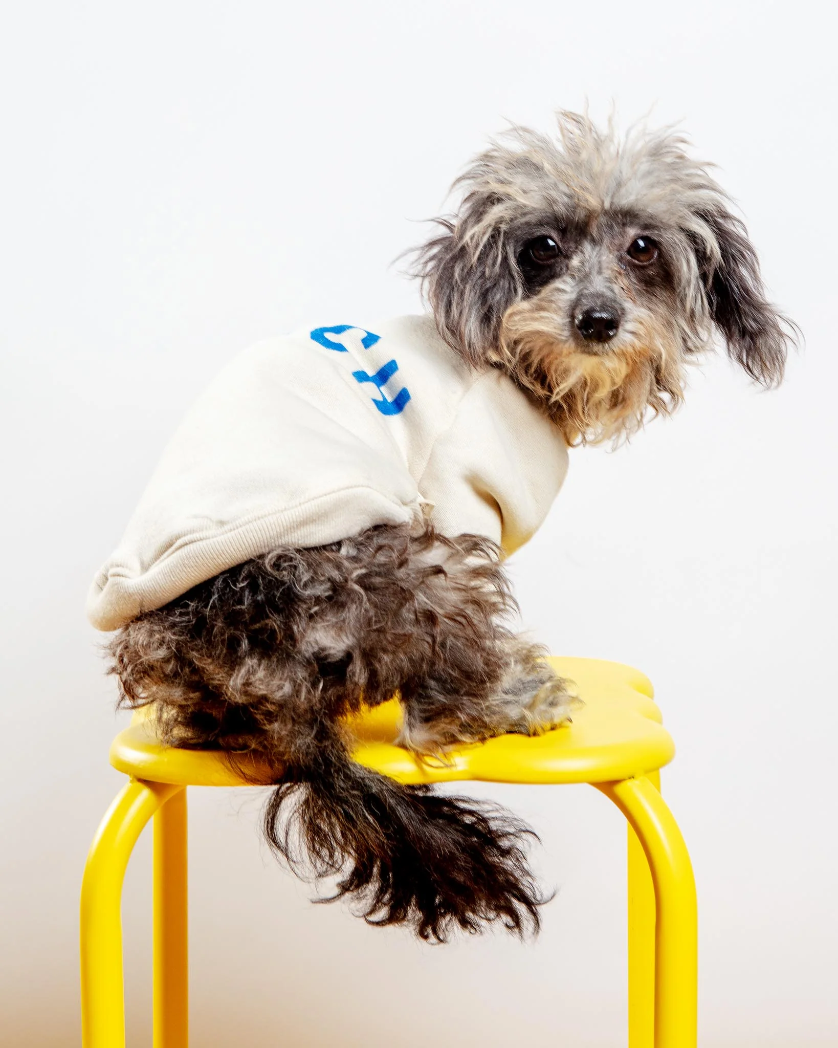 BEACH Dog Sweatshirt - Image 4