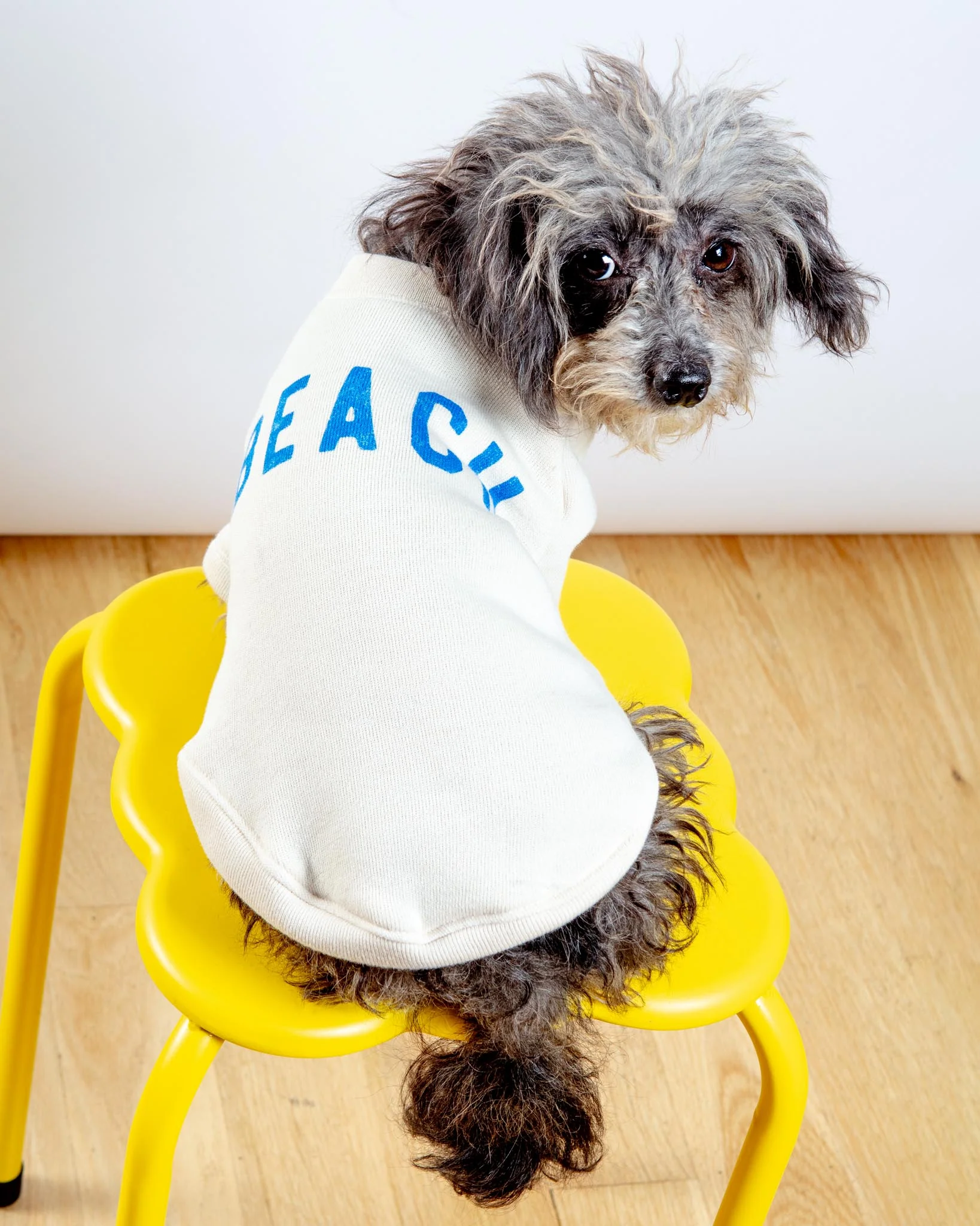 BEACH Dog Sweatshirt - Image 5