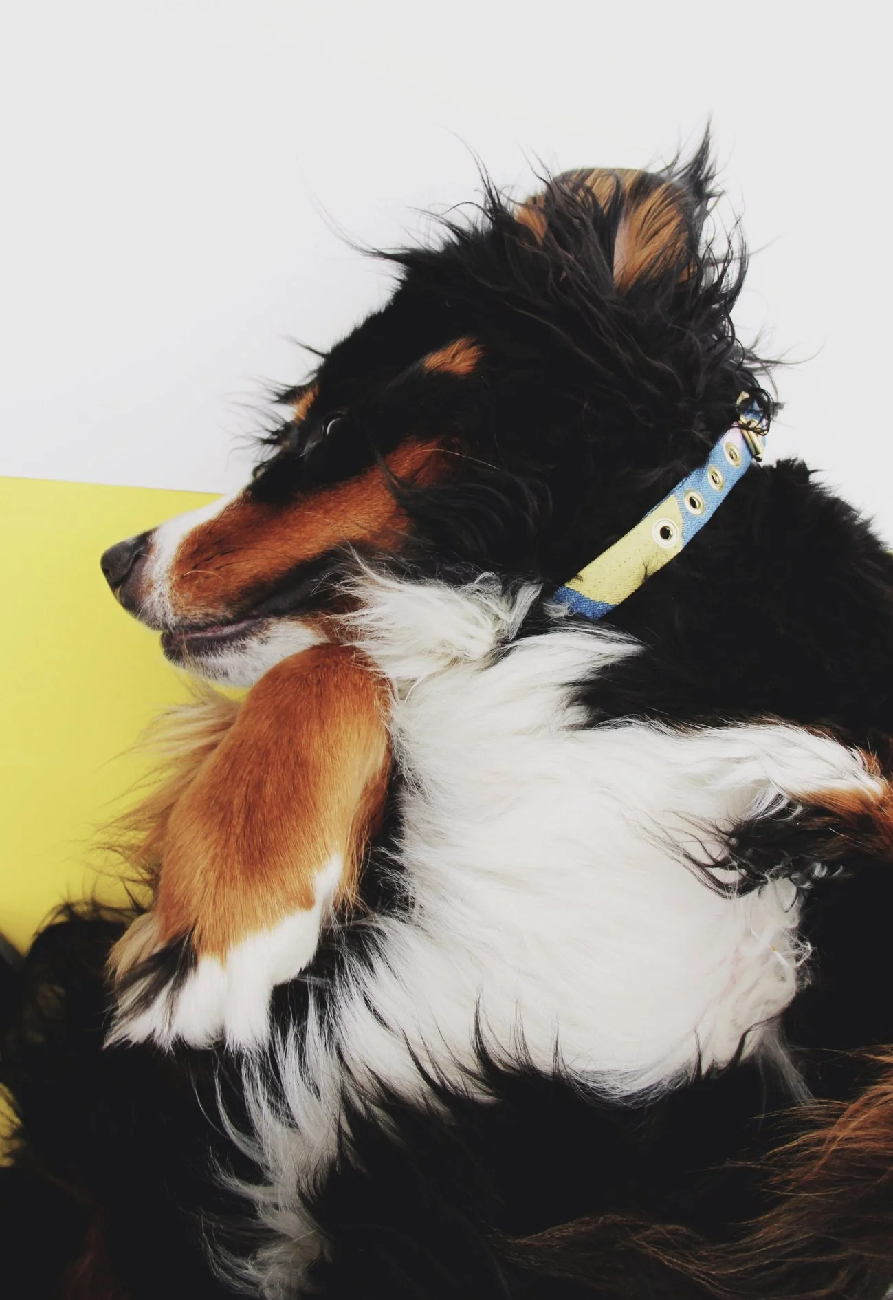 BEAST + BABE | Maybe Baby Buckle Collar - Image 3