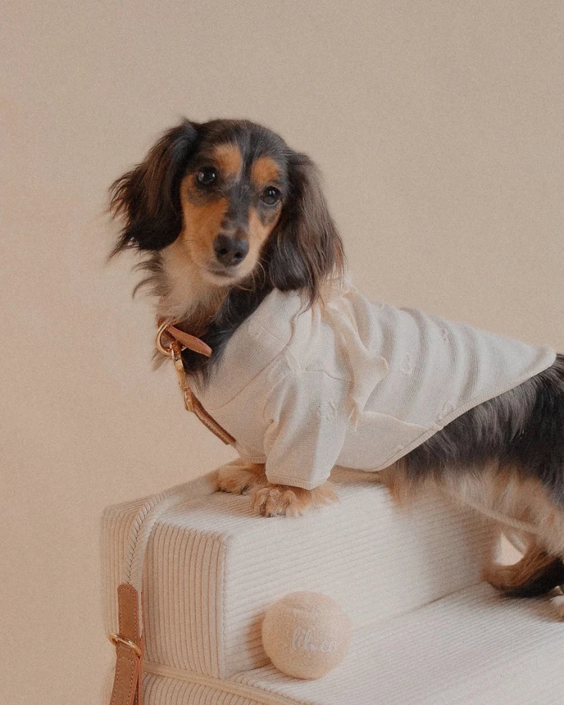 Beatrice Lady Bow Long-Sleeve Dog Shirt (FINAL SALE) - Image 3