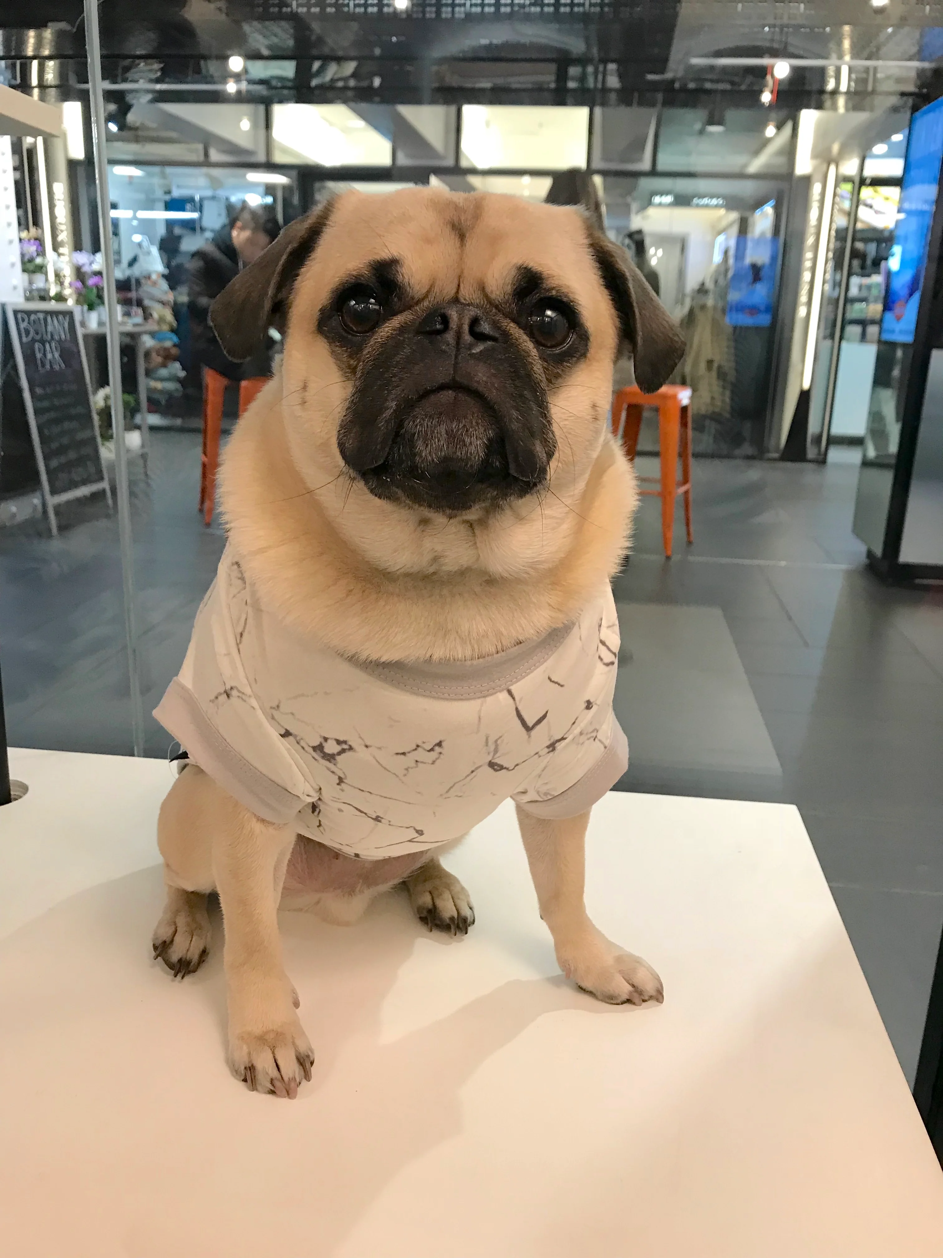 BEDHEAD | Lounge Dog T in Marble - Image 4