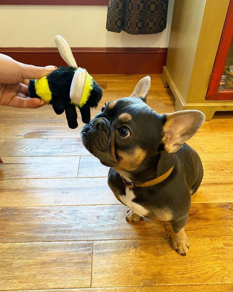 Bee Squeaky Dog Toy - Image 2