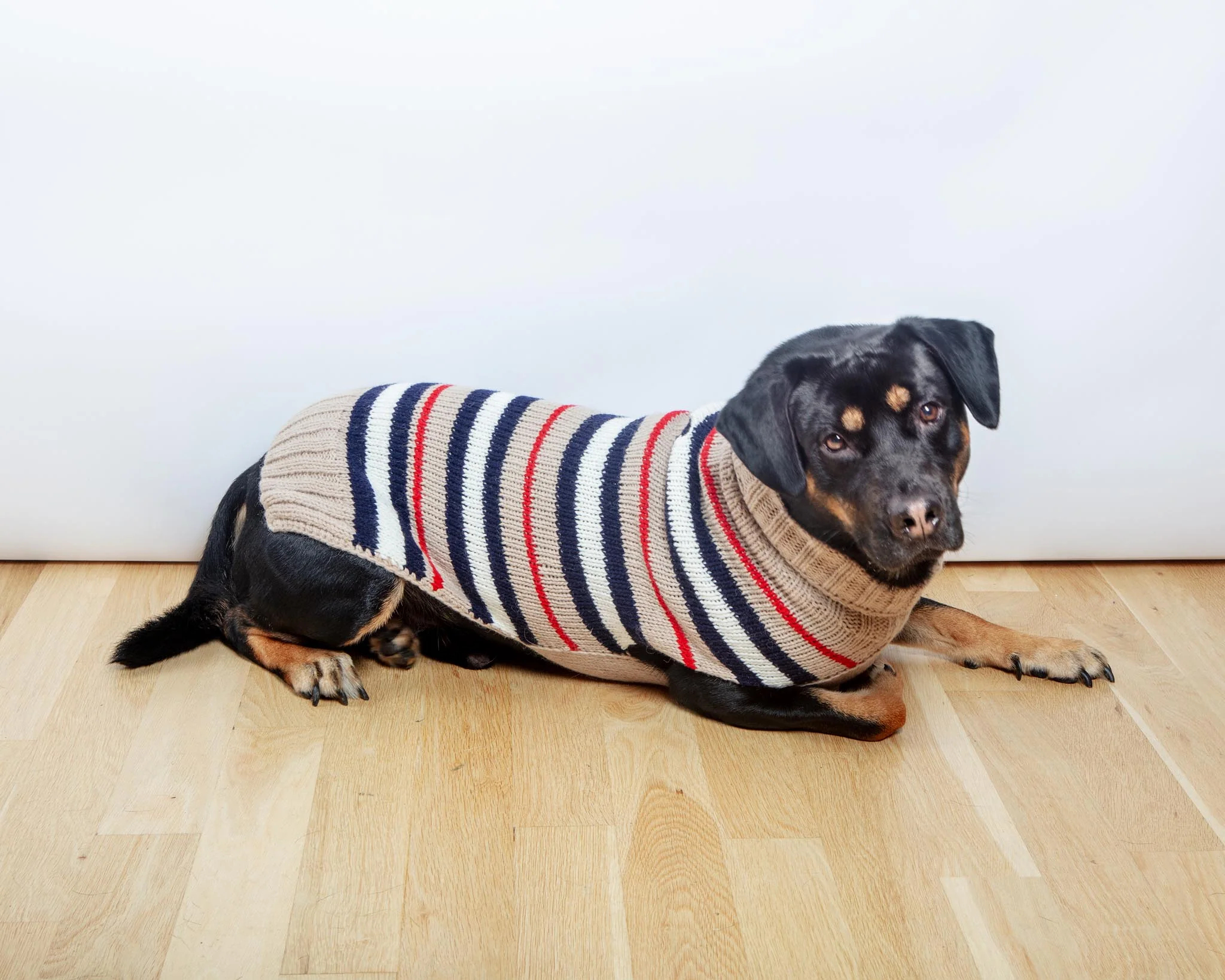 Bentley Alpaca Stripe Wool Dog Sweater (FINAL SALE) - Image 2