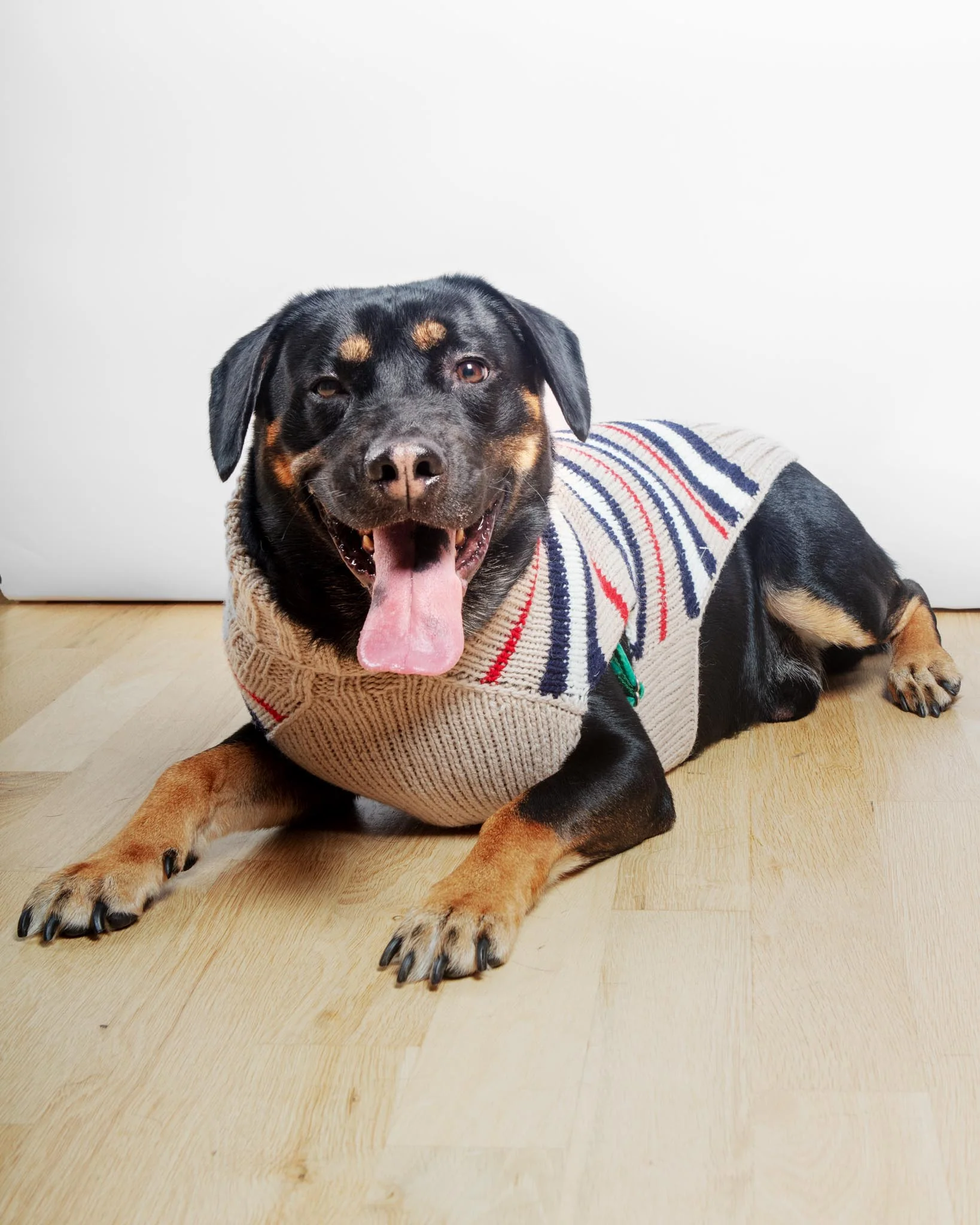 Bentley Alpaca Stripe Wool Dog Sweater (FINAL SALE) - Image 4