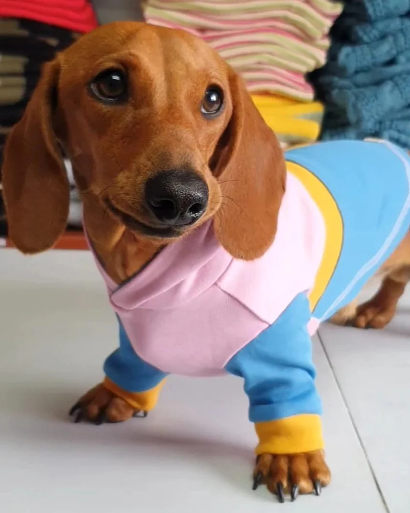 Berry Fun Organic Cotton Dog Hoodie (FINAL SALE) - Image 2