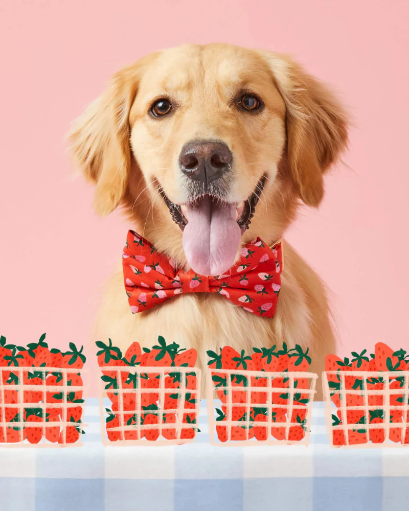 Berry Sweet Dog Bow Tie (Made in the USA) - Image 3