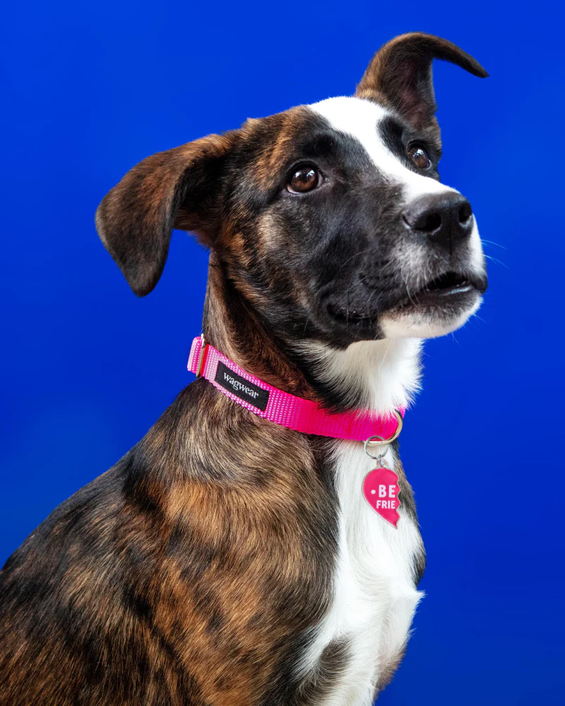 BEST FRIENDS Collar Charms for Dogs - Image 2