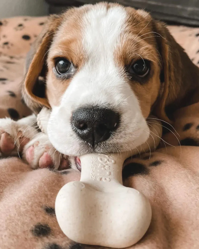 Natural Hypoallergenic Eco-Friendly Dog Chew Toy (Beef Flavor - Soft) - Image 10