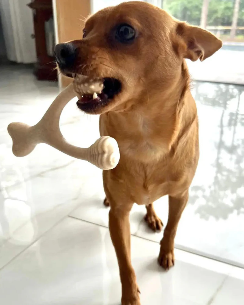 Natural Hypoallergenic Eco-Friendly Dog Chew Toy (Beef Flavor - Soft) - Image 11