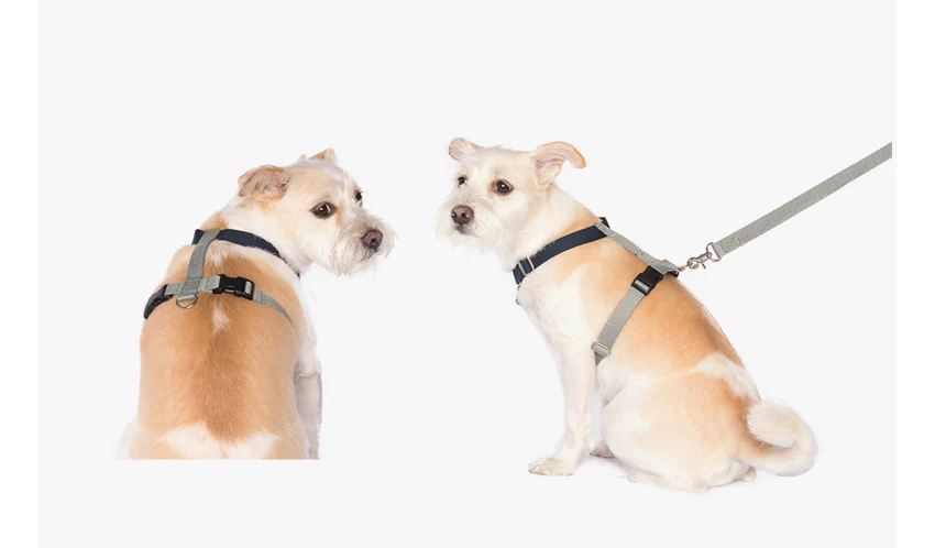 BETTERS | H-Harness in Grey & Navy - Image 2