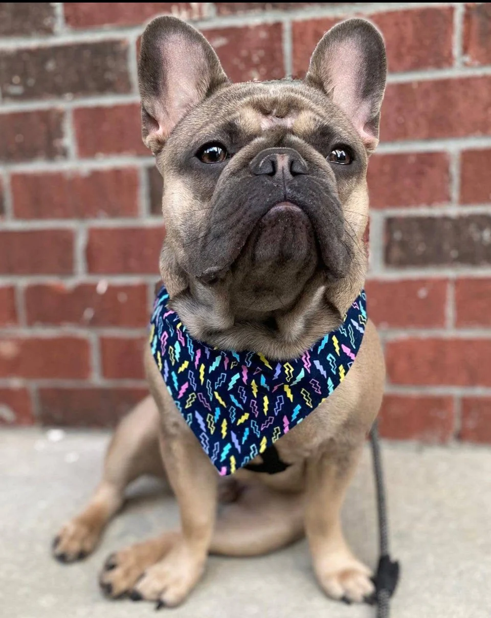 Dog Bandana in Green Pop Print (Made in the USA) << CLEARANCE >> - Image 4