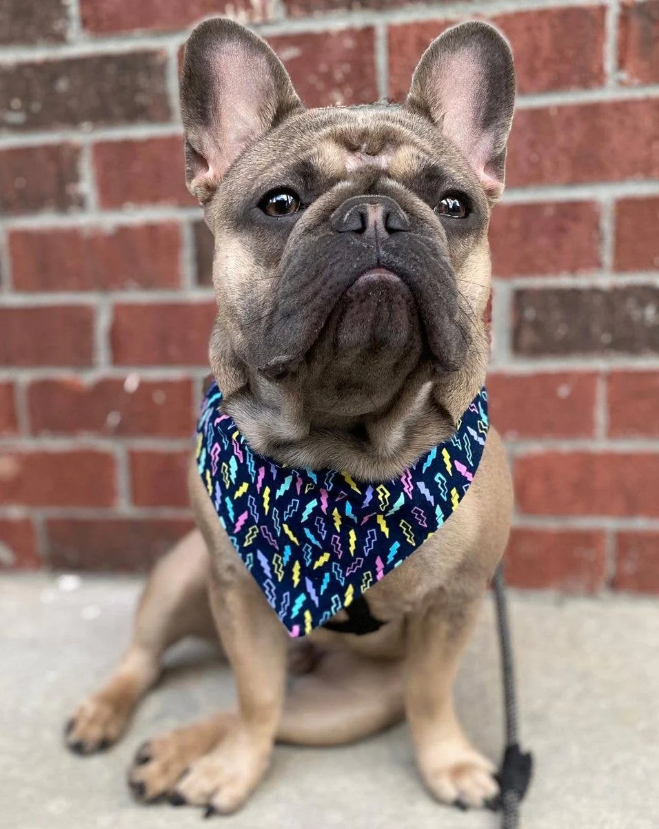 Dog Bandana in Soft Pink Pop Print (Made in the USA) << CLEARANCE >> - Image 4