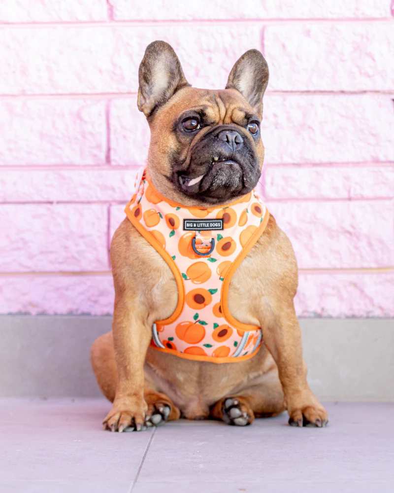 Adjustable Dog Harness in Just Peachy << FINAL SALE >> - Image 5