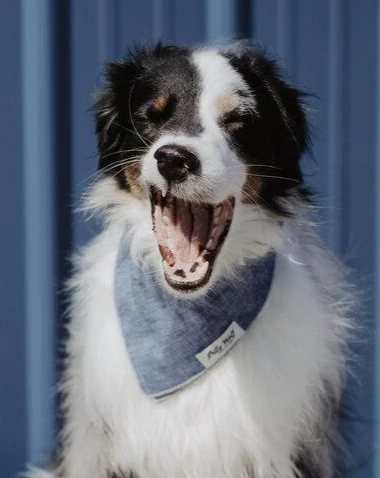 Boyd Linen Dog Bandana - Image 2