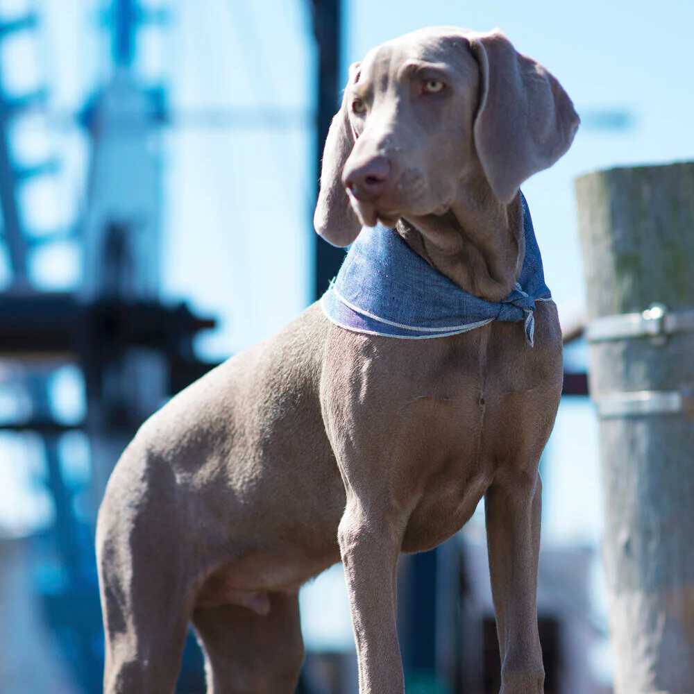 Boyd Linen Dog Bandana - Image 5