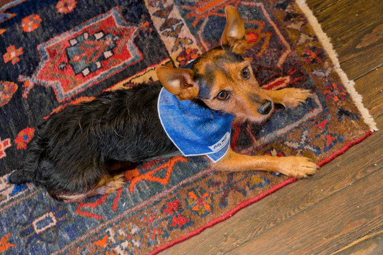 Boyd Linen Dog Bandana - Image 6