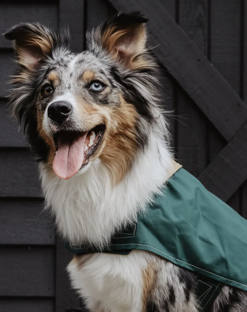 Carson Reversible Dog Raincoat in Green & Tan (Made in the USA) << FINAL SALE >> - Image 5