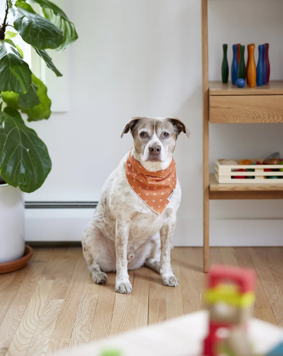 Daisy Mae Dog Bandana (Made in the USA) - Image 2