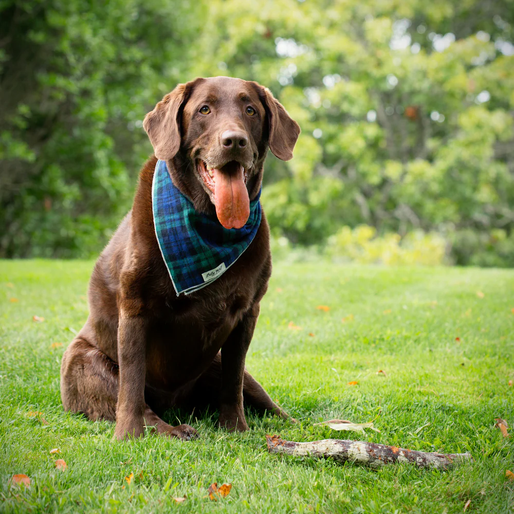 BILLY WOLF | McCadden Bandana - Image 2