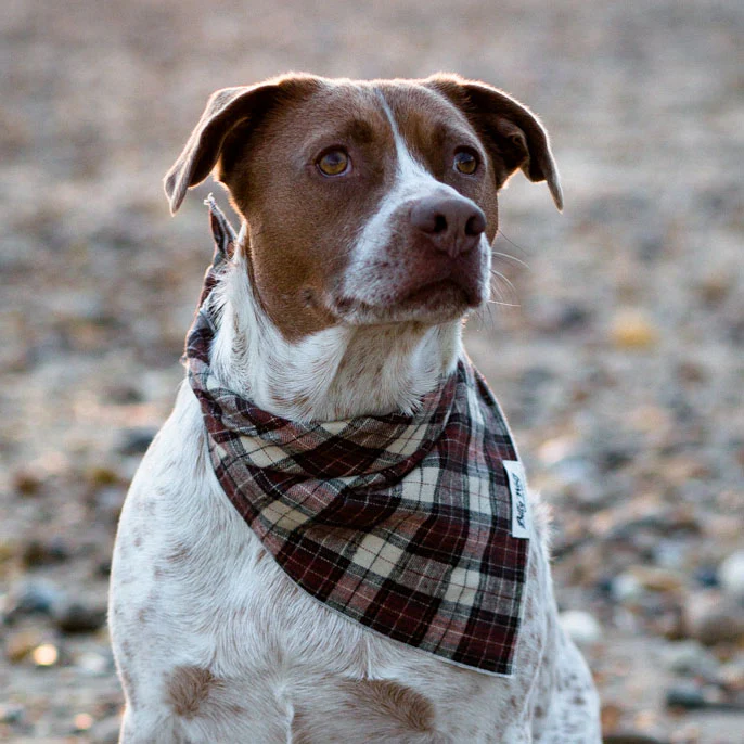 BILLY WOLF | Scout Bandana - Image 2