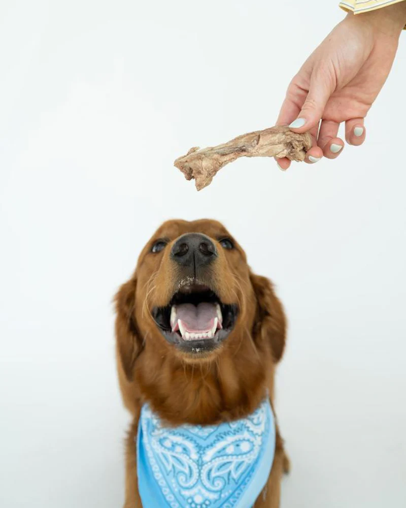 Bison Tendon Dog Chews - Image 2
