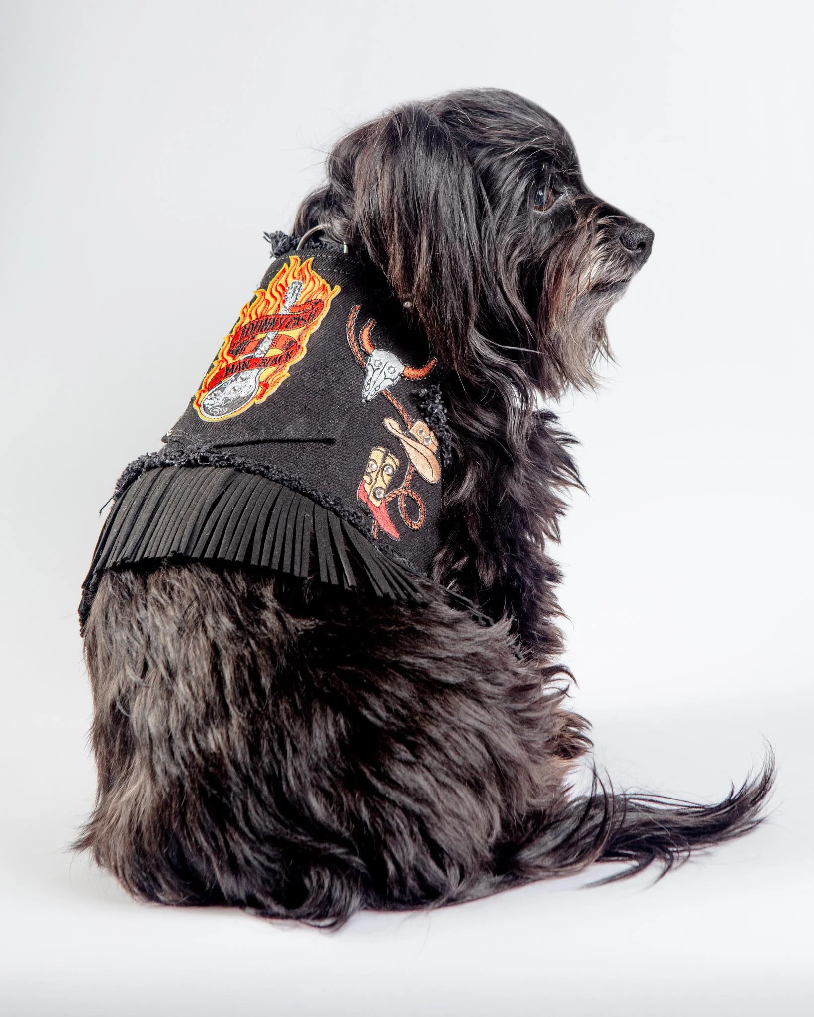 Black Denim Cowboy Dog Harness (Made in the USA) (FINAL SALE) - Image 6