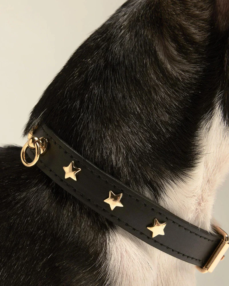 Black Nara Leather Dog Collar with Brass Stars (Made in Italy) (FINAL SALE) - Image 2