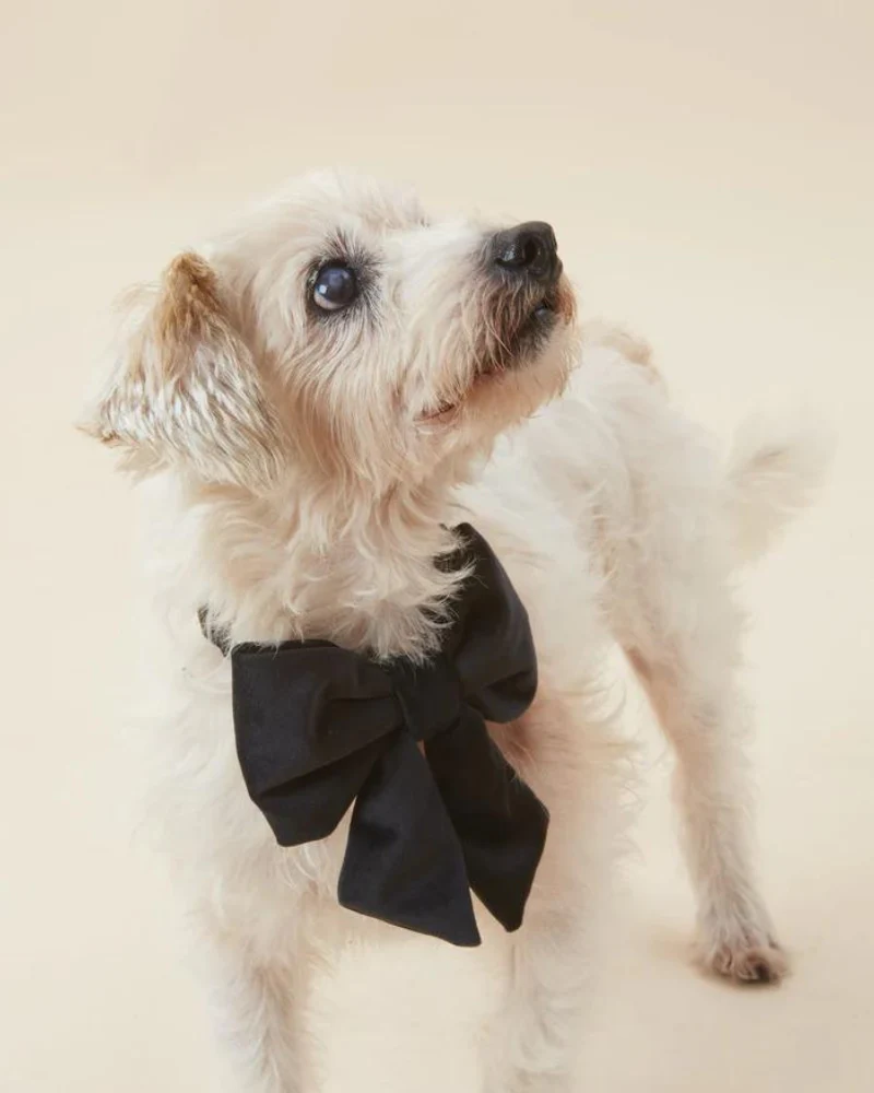 Black Velvet Dog Lady Bow (Made in the USA) (FINAL SALE)