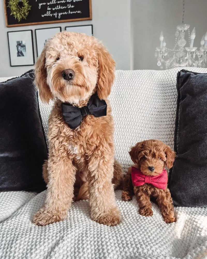 Black Velvet Dog Bow Tie (Made in the USA) - Image 3