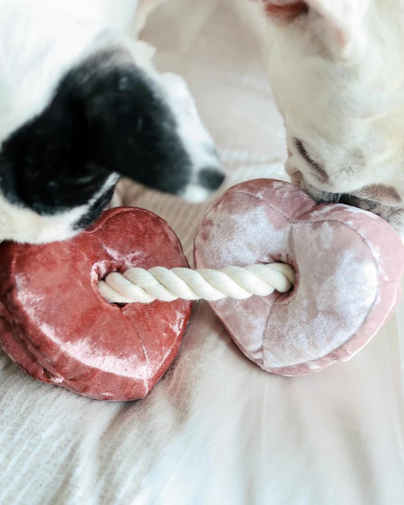 Heart Blocs Interactive Tug Dog Toy - Image 4
