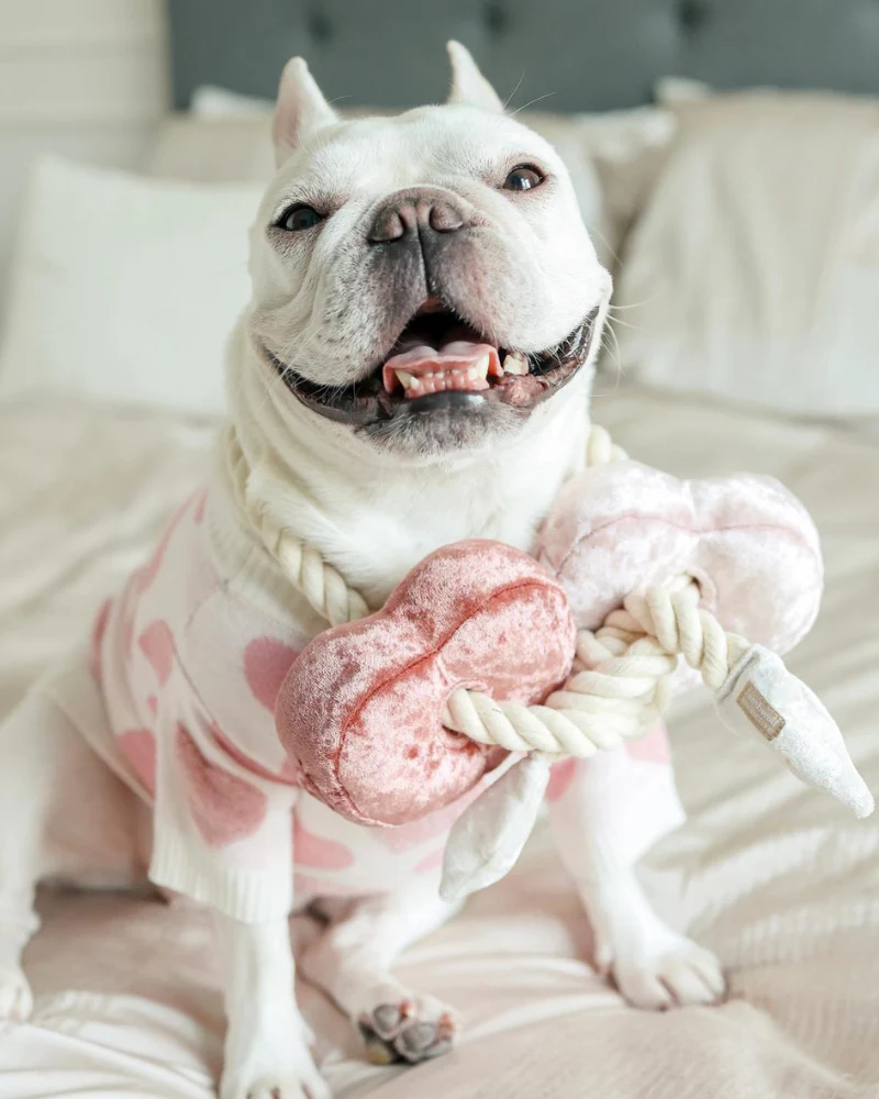 Heart Blocs Interactive Tug Dog Toy - Image 5