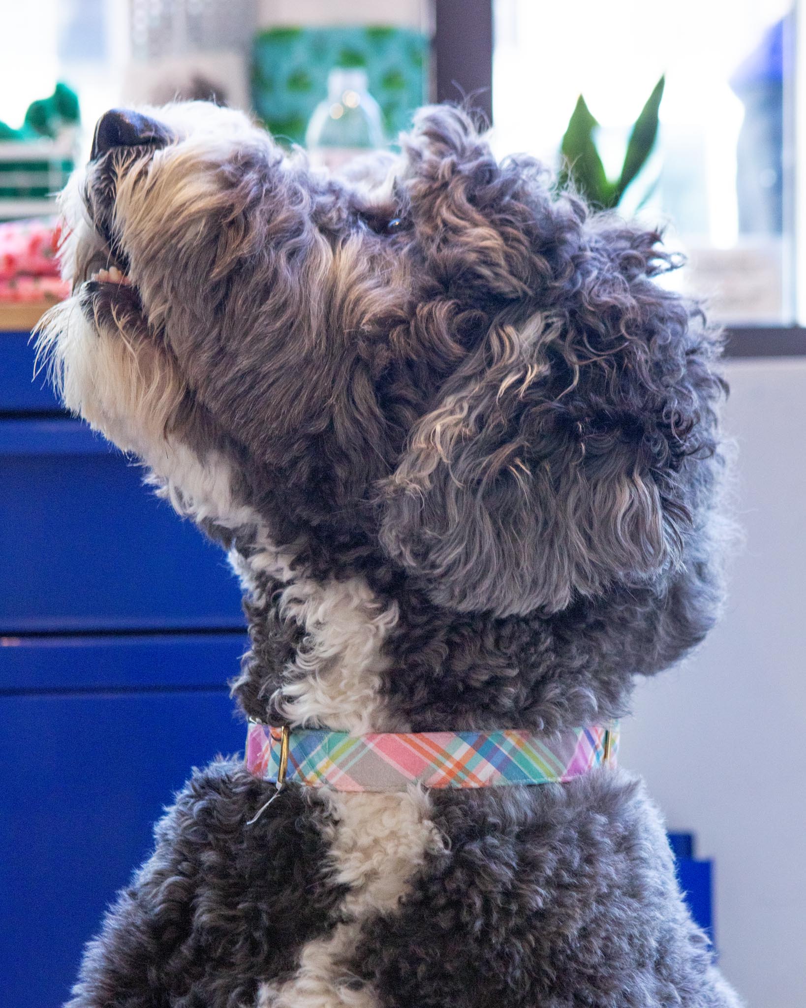 Blooming Plaid Dog Collar (Made in the USA) (FINAL SALE)