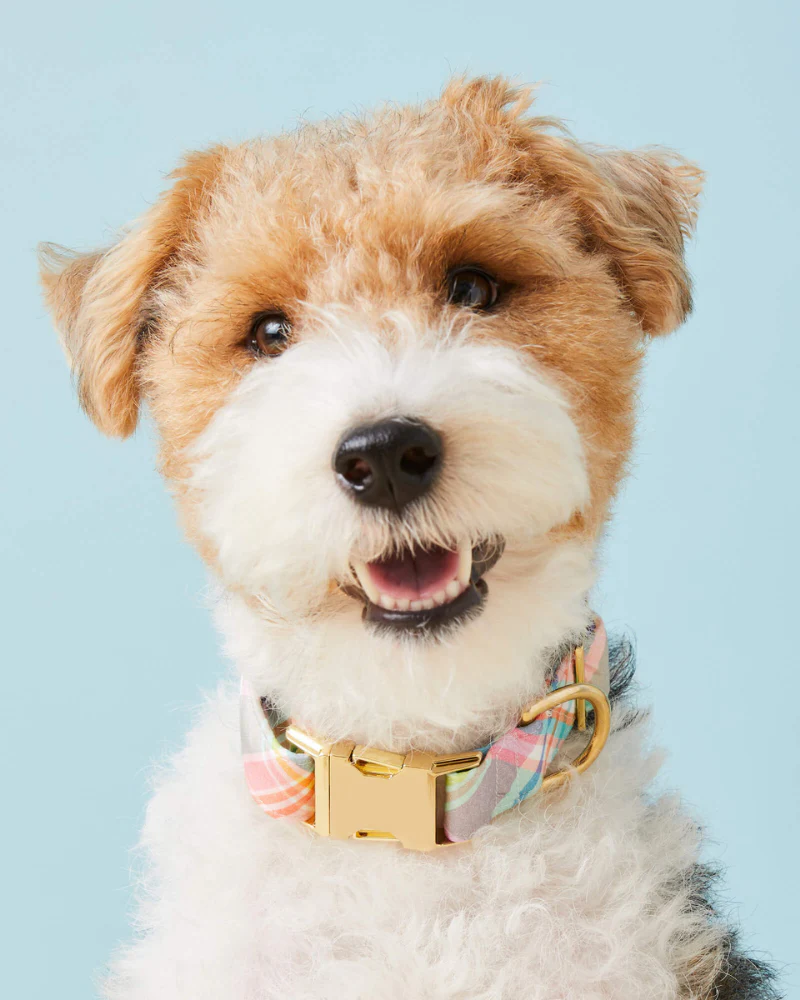 Blooming Plaid Dog Collar (Made in the USA) (FINAL SALE) - Image 3
