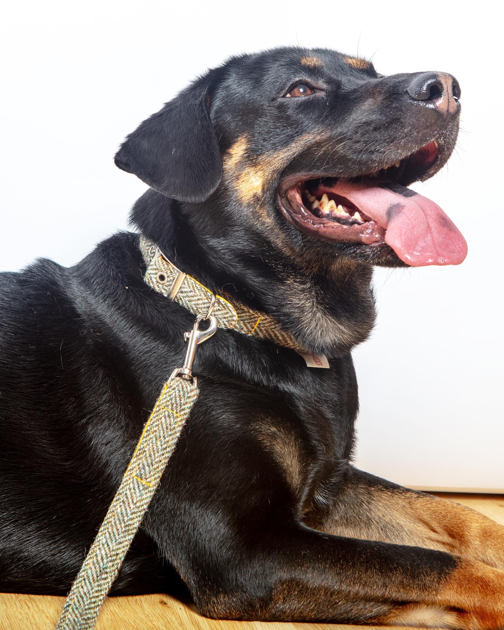 Eriskay Harris Tweed Dog Collar - Image 2