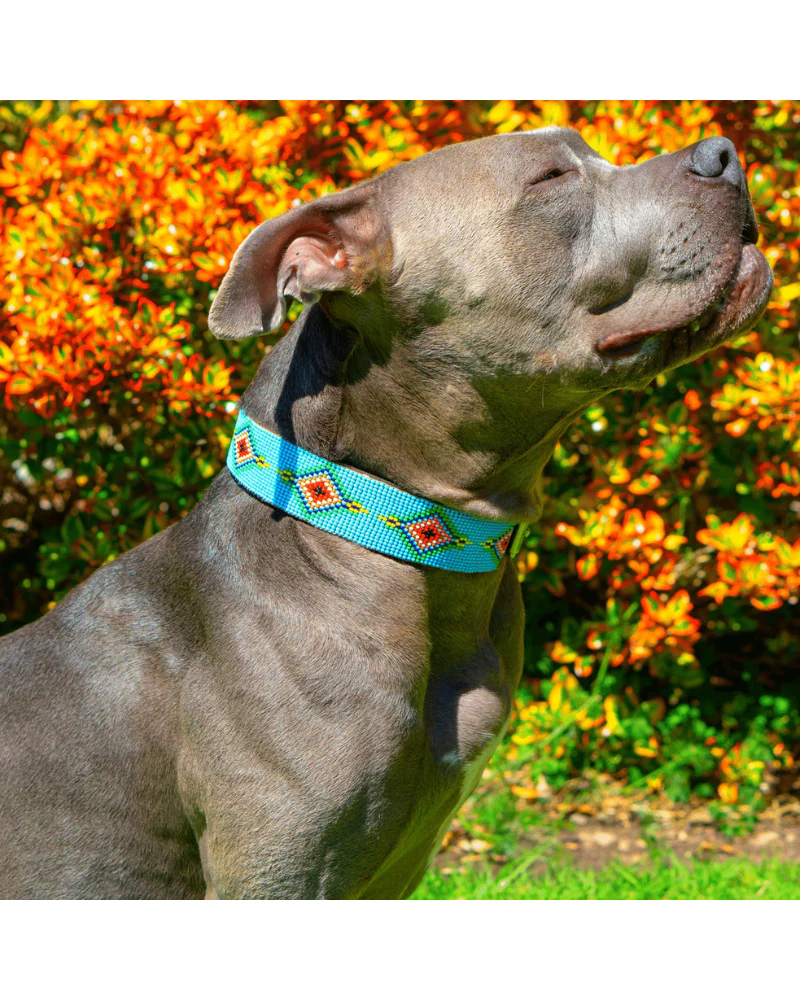 Blue Vogue Beaded Dog Collar (Rolled or Flat) - Image 3