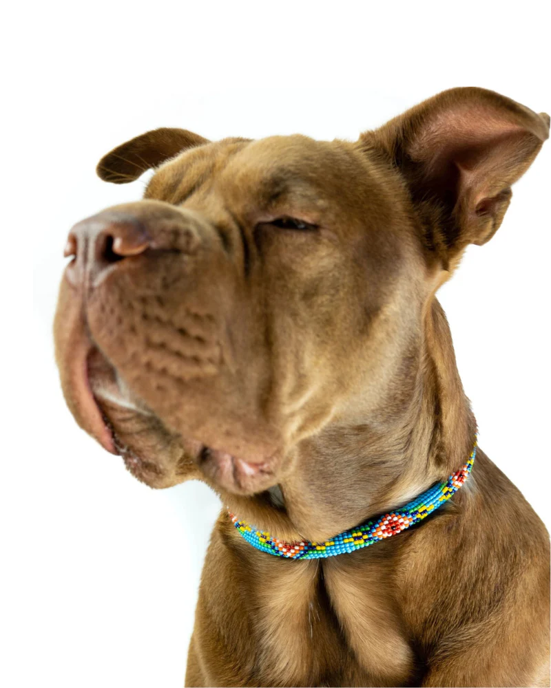 Blue Vogue Beaded Dog Collar (Rolled or Flat) - Image 4
