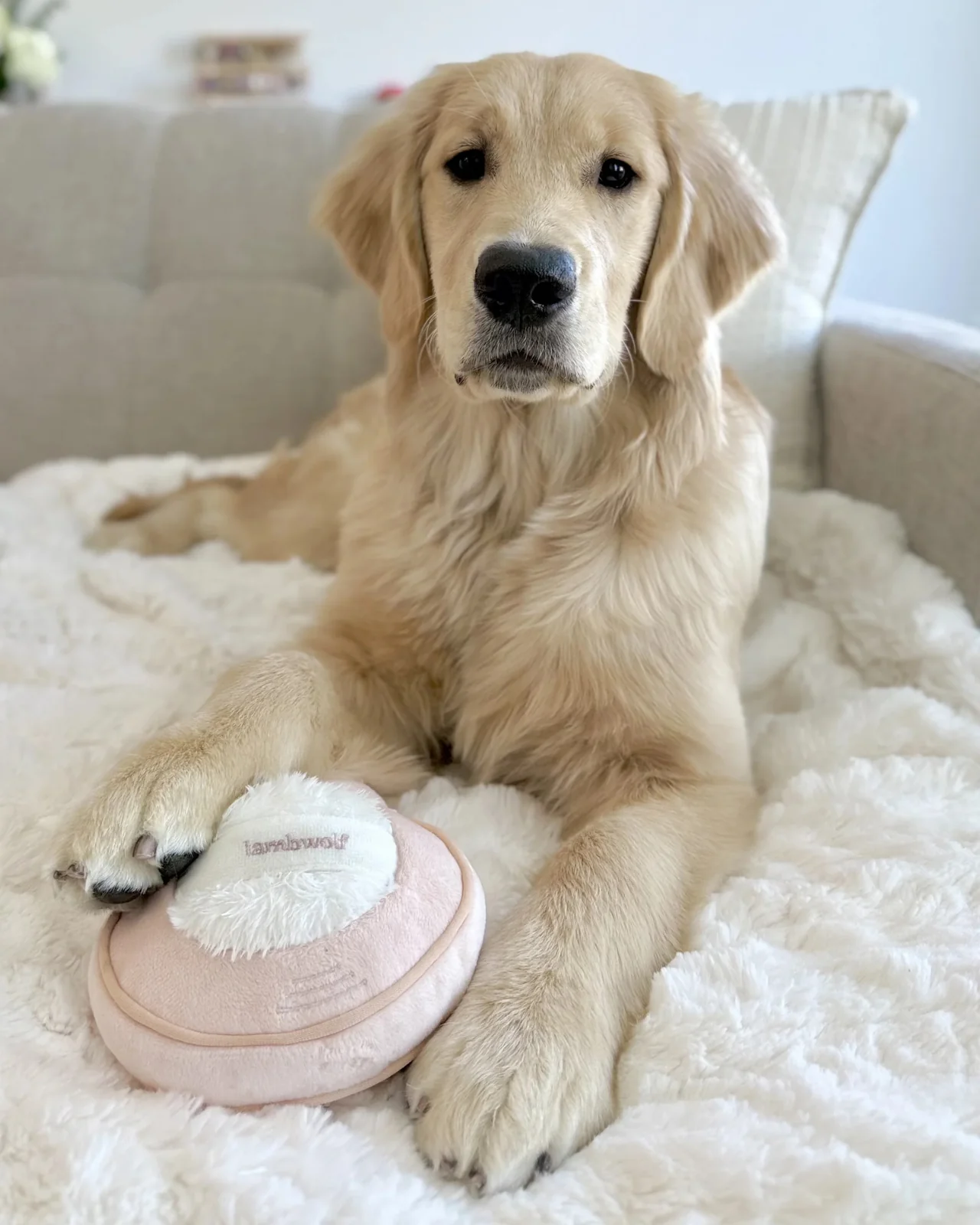 Blush Burrow + Snuffle Dog Toy - Image 2
