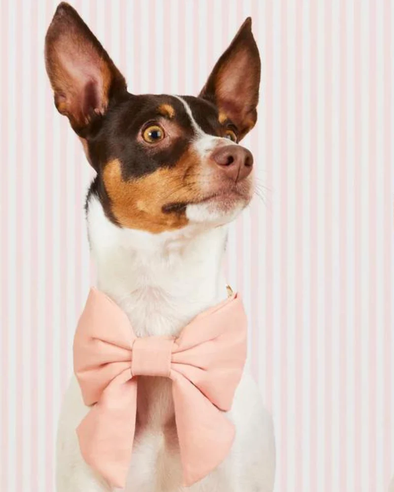 Blush Pink Velvet Dog Lady Bow (Made in the USA) - Image 2