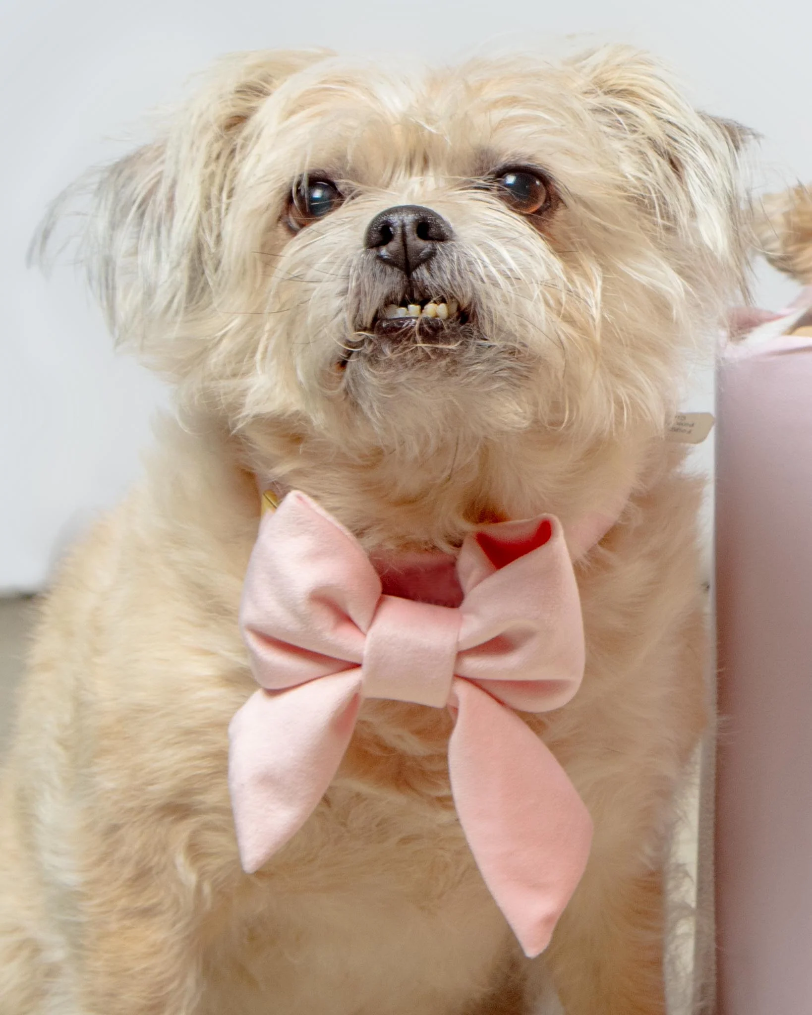 Blush Pink Velvet Dog Lady Bow (Made in the USA) - Image 3