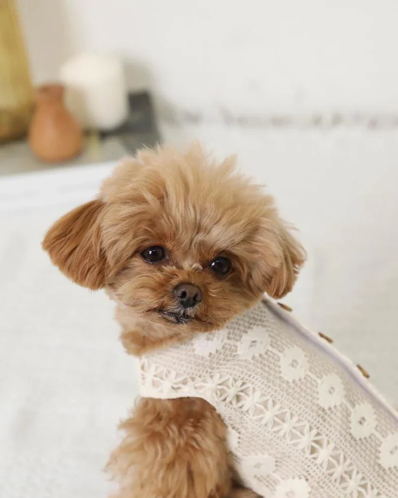 Boho Lace Dog Vest - Image 3