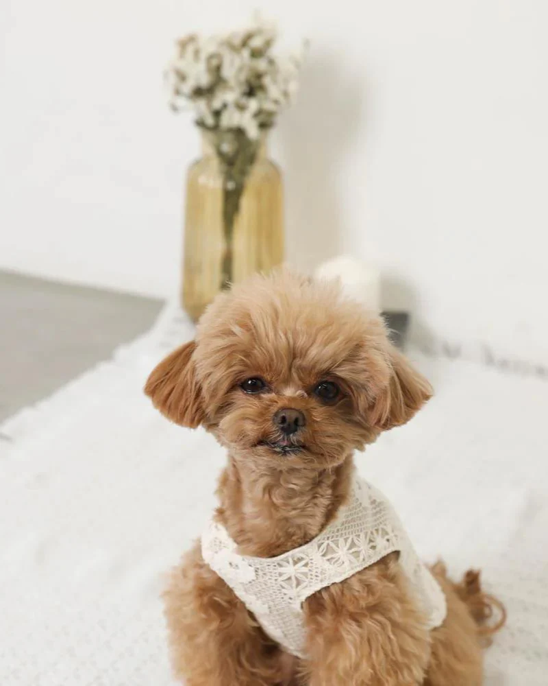 Boho Lace Dog Vest - Image 4